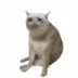 نشان Cash Cat